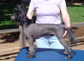Stud Dogs - Chinese Crested